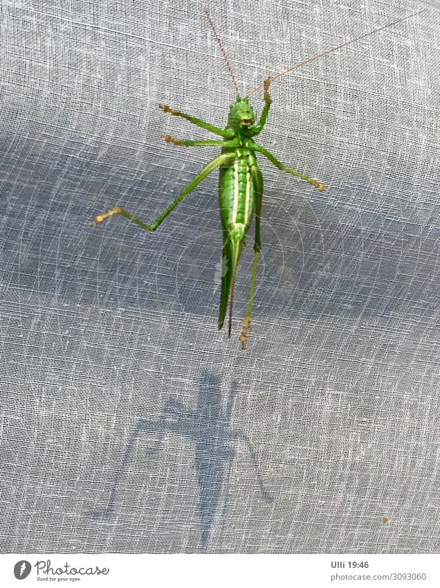 Am Fenster: Meine Nummer HUNDERT! Tier Tiergesicht Heuschrecke Grashüpfer 1 Glas Fährte beobachten Erholung festhalten hängen hocken krabbeln ästhetisch