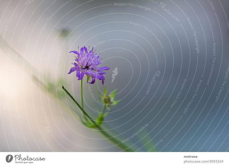 lila Blume zart Natur Sommer Schönes Wetter Pflanze Gras Blatt Blüte Wildpflanze Flussufer einfach Perspektive Blühend Erholung leuchten Wachstum schön nah grau