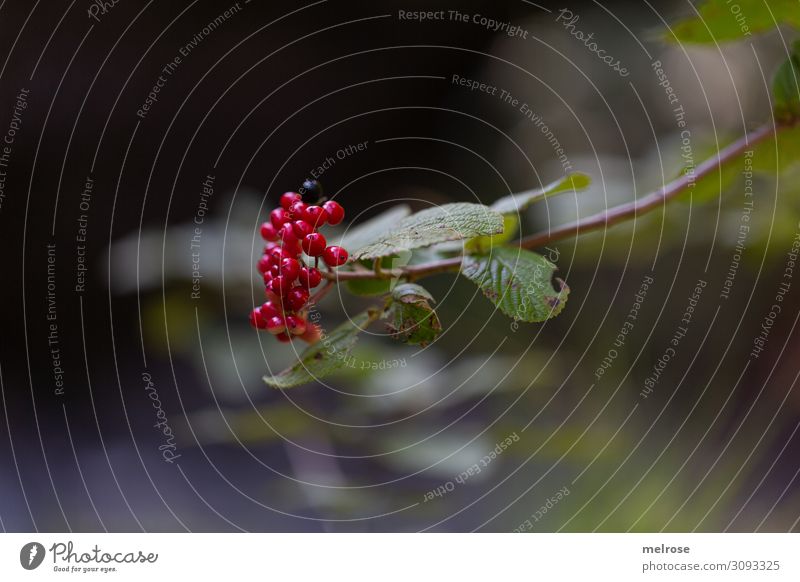 rote Beeren am Ast Natur Sommer Schönes Wetter Pflanze Sträucher Blatt Blüte Wildpflanze Fruchtstand Fruchtfleisch Wald beerig Gift Mitte Blühend hängen