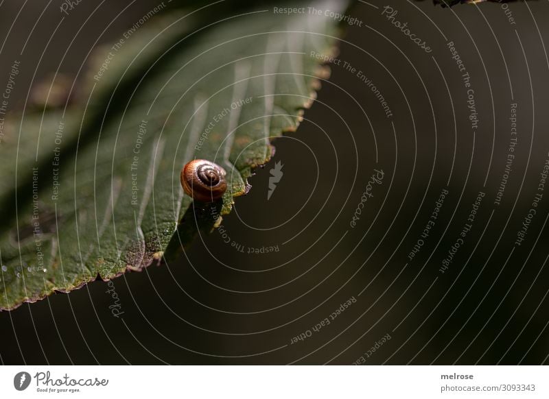 Schnecke hängt am Blatt Natur Sommer Schönes Wetter Pflanze Sträucher Grünpflanze Garten Schneckenhaus 1 Tier Perspektive hängend Erholung dunkel Freundlichkeit