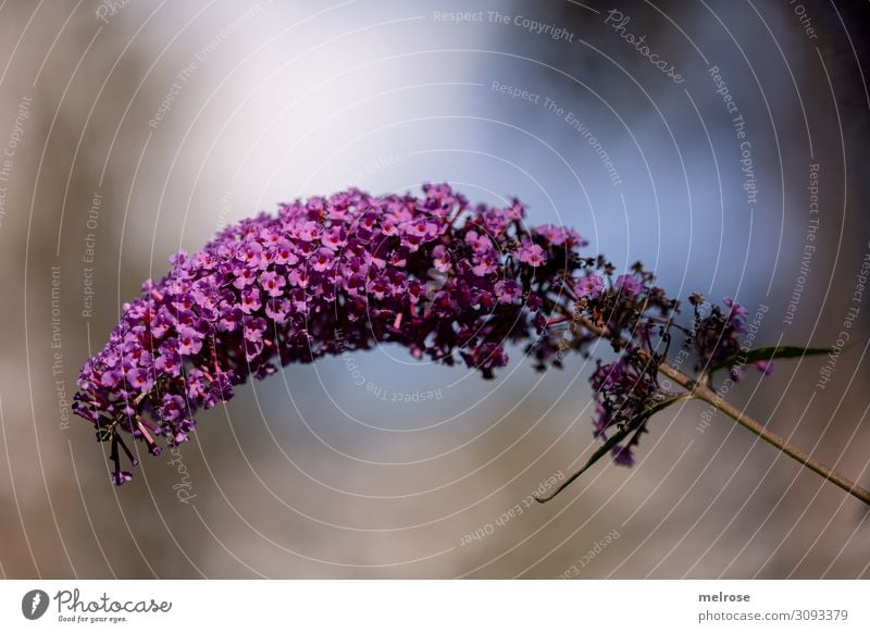 lila Flieder Natur Himmel Sonnenlicht Sommer Schönes Wetter Pflanze Blume Blüte Sträucher Zweige u. Äste Garten gekrümmt violett Lichtspiel Lichtmalerei Blühend