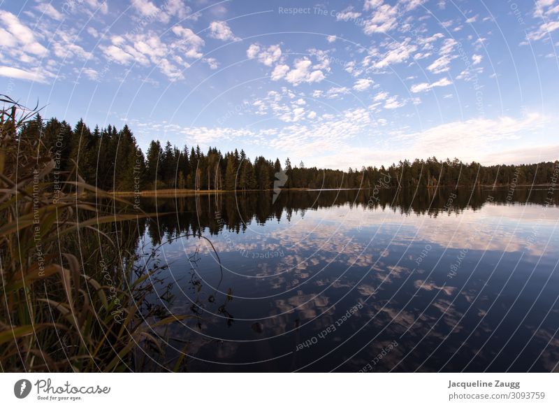 Idylle pur Natur Landschaft Wasser Himmel Wolken Herbst Schönes Wetter Seeufer gehen genießen Gesundheit Glück Energie Erholung Freizeit & Hobby ruhig Farbfoto