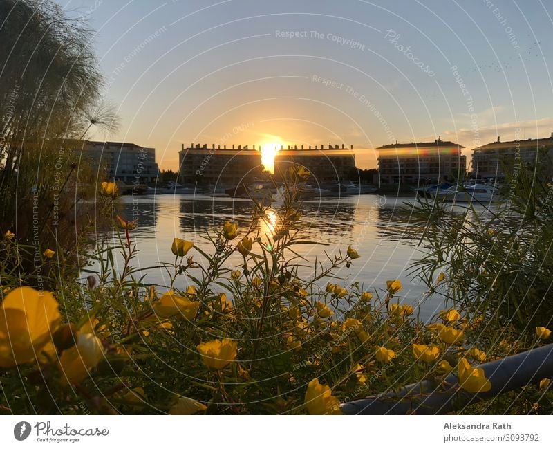 Sonnenuntergang, Bahia de Nordelta, Buenos Aires, Argentinien ruhig Wasser Himmel Wolkenloser Himmel Sonnenaufgang Sonnenlicht Sommer Schönes Wetter Pflanze