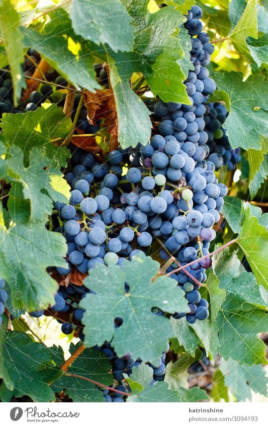 Lila Trauben auf einer Pflanze Frucht Landschaft grün violett Weintrauben Ernte Vendemmie violette Traube fallen Ackerbau Lebensmittel reif Italien Süditalien