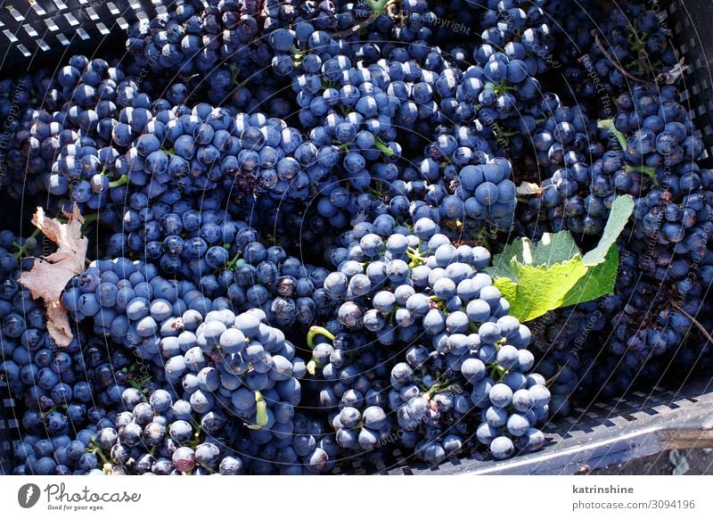 Vendemmia - Weinlese in einem Weinberg Frucht Arbeit & Erwerbstätigkeit Landschaft Fahrzeug hell violett Weintrauben Ernte Vendemmie fallen Ackerbau