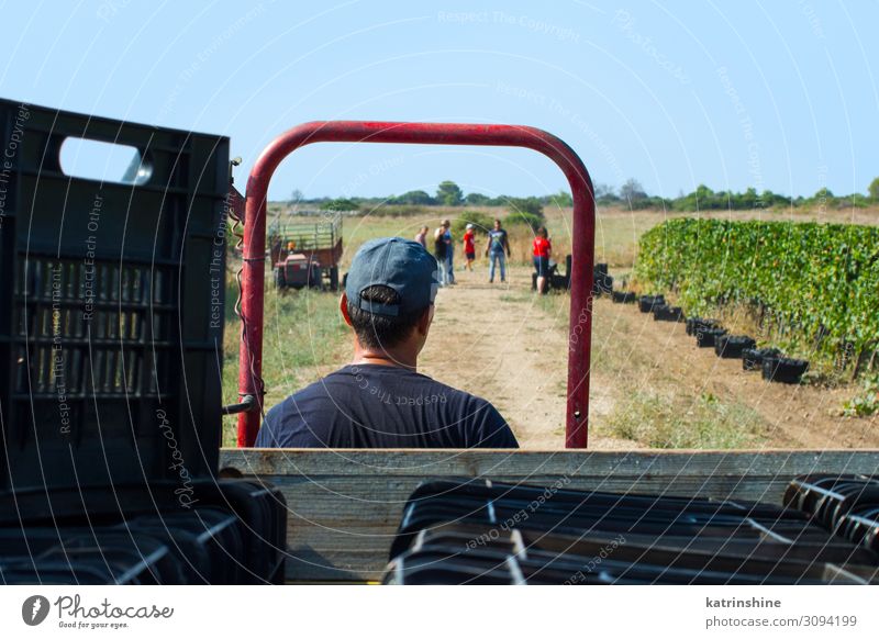 Arbeiter während der Vendemmia - Weinlese in einem Weinberg Frucht Arbeit & Erwerbstätigkeit Mann Erwachsene Landschaft Fahrzeug Traktor fahren Weintrauben