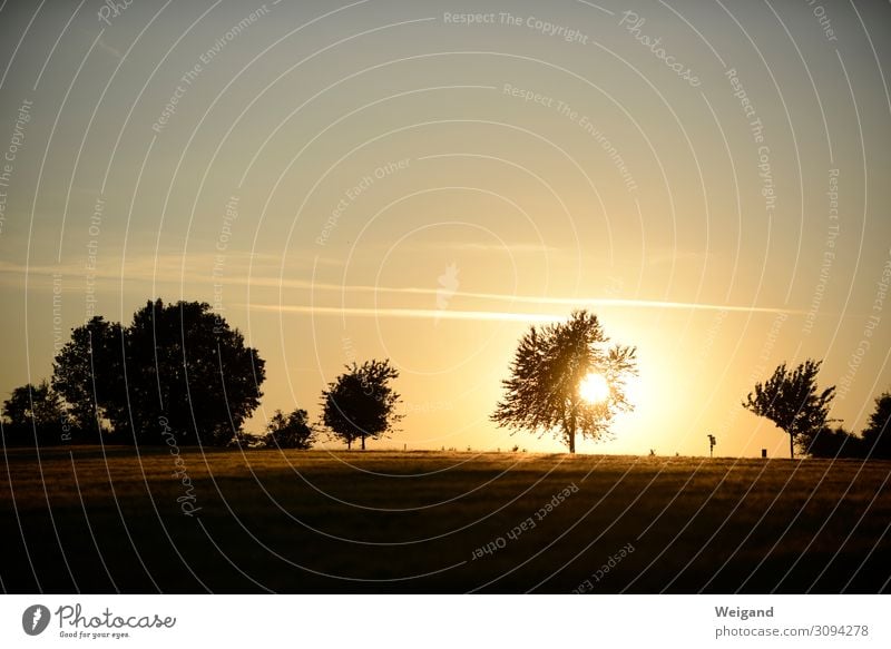 Sommer Zufriedenheit Erholung Erntedankfest Umwelt Natur Landschaft Sonne Sonnenaufgang Sonnenuntergang Sonnenlicht Baum Wiese Feld braun Freundschaft