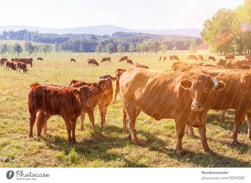 Rinder und Kälber auf der Weide Landwirtschaft Forstwirtschaft Mittelstand Natur Landschaft Wolkenloser Himmel Schönes Wetter Baum Gras Wiese Wald Tier Nutztier