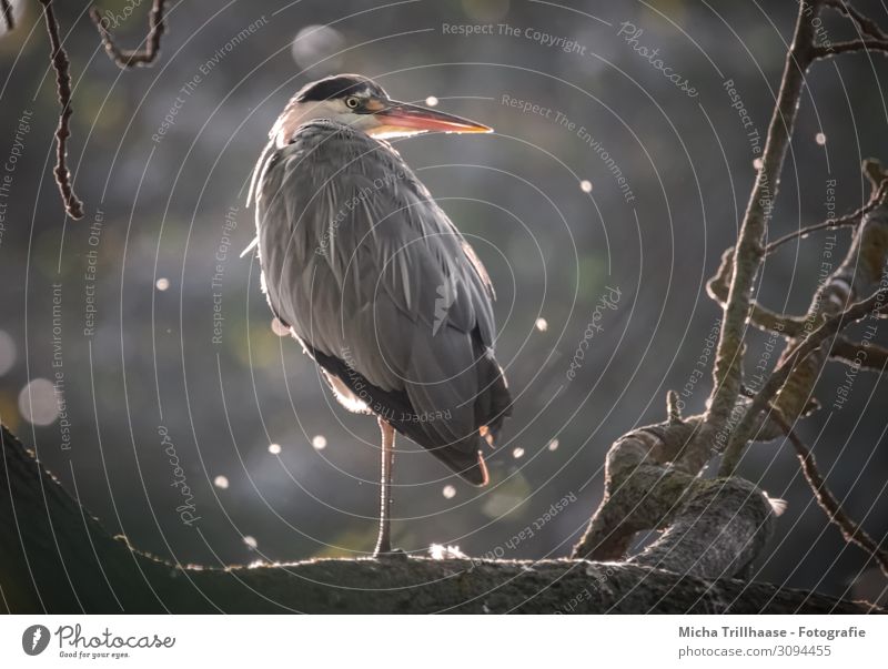 Graureiher im Baum Natur Tier Sonne Sonnenlicht Schönes Wetter Zweige u. Äste Wildtier Vogel Tiergesicht Flügel Reiher Schnabel Kopf Auge Feder gefiedert 1