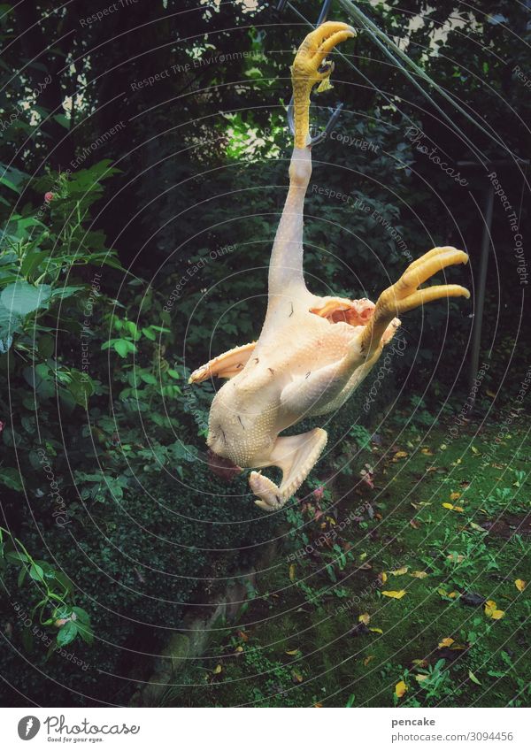 bäh | frisch geschlachtetes huhn schlachten Nackt flämisch hängen Lebensmittel Ernährung Proteine leine Farbfoto freistellung Natur Garten