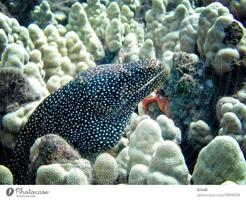 Whitemouth Moray Aal aus der Nähe unter Wasser Leben Ferien & Urlaub & Reisen Meer tauchen Schule Natur Urwald entdecken außergewöhnlich Coolness frisch