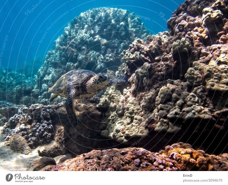 Grüne Meeresschildkröte schwimmt entlang der Koralle in Hawaii Seascape Freude Leben Ferien & Urlaub & Reisen Abenteuer tauchen Natur Landschaft Urwald