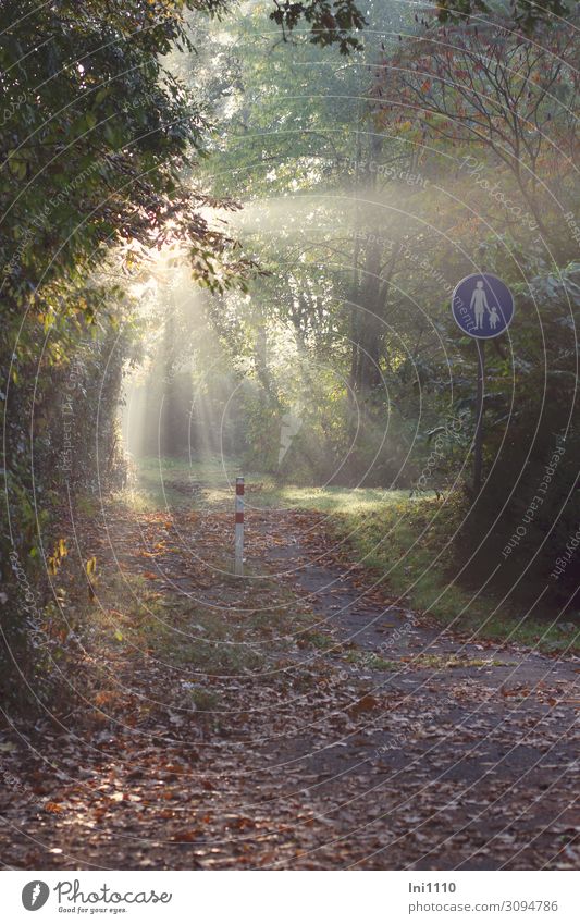 Lichtdusche Natur Sonne Sonnenlicht Herbst Park blau braun gelb grün rot weiß Lebensfreude schön Spaziergang Sonnenstrahlen herbstlich Durchfahrtsverbot