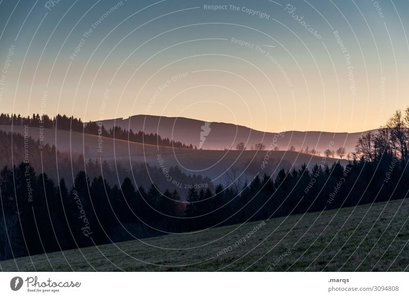 Schönen Abend noch Natur Landschaft Urelemente Wolkenloser Himmel Schönes Wetter Nadelbaum Schwarzwald Wiese Wald Hügel Berge u. Gebirge Nebel dunkel schön