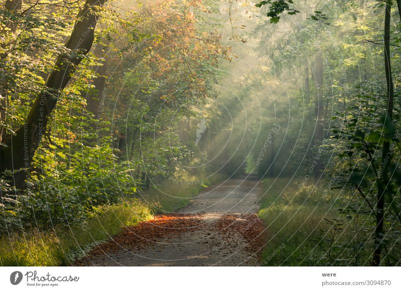 sunlit forest road with autumn leaves on the ground Natur Wetter Schönes Wetter Wald Urwald schön Wärme autumn forest copy space fog forest path landscape