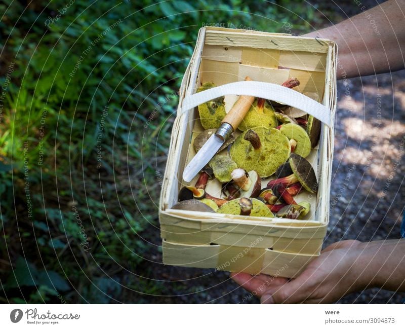 Wooden basket with mushrooms kept by 2 hands Lebensmittel Ernährung Hand Natur wild Capreolus capreolus Eating out of the forest Mushrooms copy space dangerous