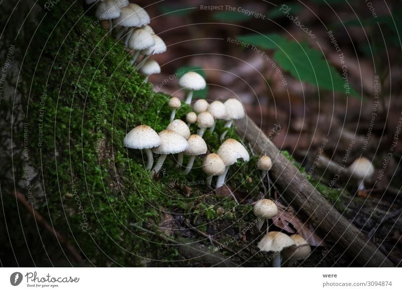 Mushrooms in the forest Natur klein Capreolus capreolus Eating out of the forest copy space dangerous delicacy eating food mushroom mushroom picker