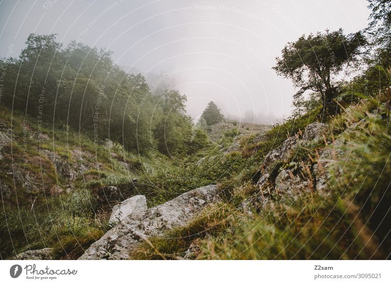 Gipfel im Nebel Umwelt Natur Landschaft Wolken Herbst schlechtes Wetter Baum Sträucher Alpen Berge u. Gebirge bedrohlich dunkel kalt natürlich Abenteuer