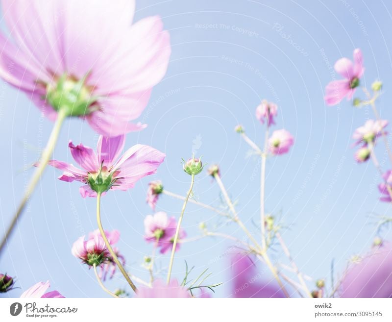 Der Sonne entgegen Umwelt Natur Pflanze Wolkenloser Himmel Sommer Schönes Wetter Wärme Blume Blüte Blütenblatt Schmuckkörbchen atmen Bewegung Blühend leuchten