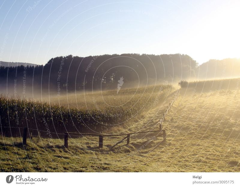 Landschaft mit Wiesen, Feldern und Bäumen bei Morgensonne und Nebel Umwelt Natur Pflanze Wolkenloser Himmel Herbst Baum Gras Nutzpflanze Mais Wald Zaun Wachstum