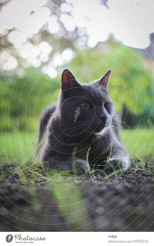 Mein einäugiger Kater Garten Natur Frühling Sommer Haustier Katze Tiergesicht Karthäuser Hauskatze 1 authentisch grau Erde Blick liegen Farbfoto Gedeckte Farben