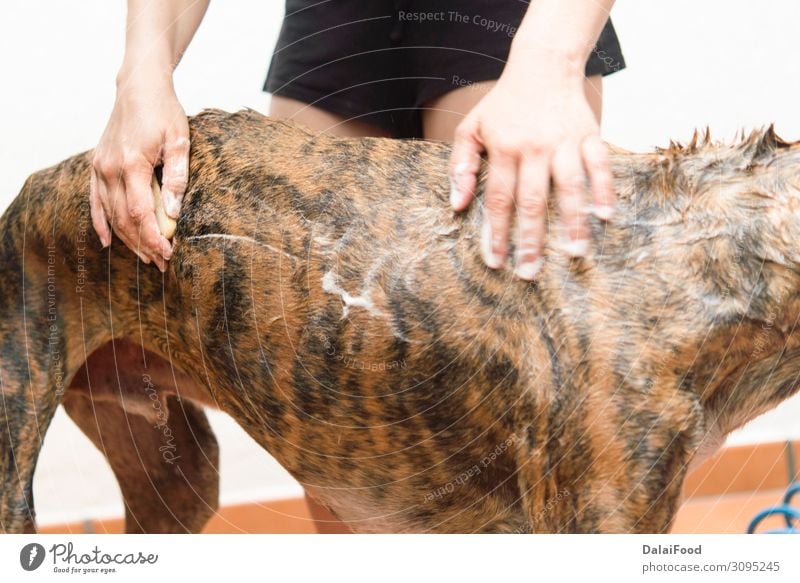 Waschen des Hundes echte Action Glück schön Garten Bad Mann Erwachsene Familie & Verwandtschaft Natur Pflanze Tier Haustier genießen Fröhlichkeit lustig nass