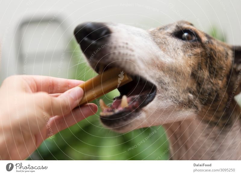 Knochen für Hund echte Aktion Essen schön Gesicht Baby Erwachsene Hand Natur Tier Gras Wiese Haustier Spielzeug niedlich braun schwarz Beautyfotografie züchten