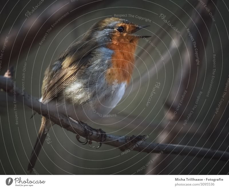 Singendes Rotkehlchen in der Dämmerung Natur Tier Sonne Sonnenlicht Schönes Wetter Baum Zweige u. Äste Wildtier Vogel Tiergesicht Flügel Krallen Schnabel Auge