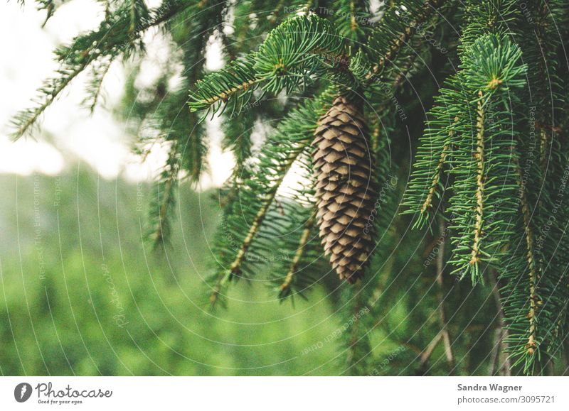 Fichtenzapfen Umwelt Natur Pflanze Sommer Regen Baum Grünpflanze Wildpflanze Wald träumen Wachstum grün Kraft schön Hoffnung Traurigkeit Vergänglichkeit Zapfen