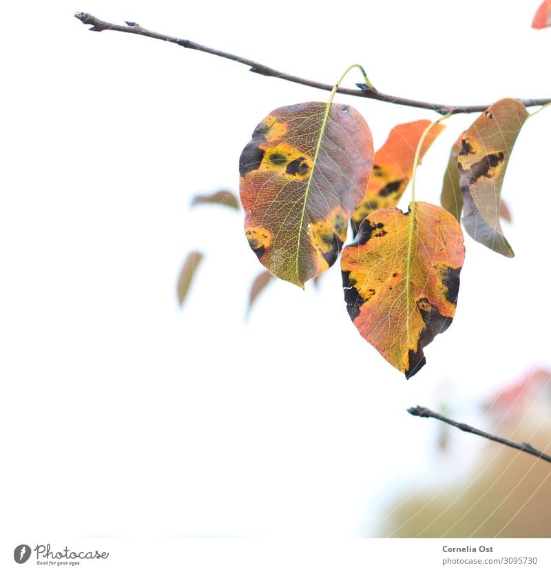 Herbstbeginn Zufriedenheit Sinnesorgane Erholung ruhig Spaziergang Umwelt Natur Pflanze Schönes Wetter Baum Blatt Park verblüht dehydrieren natürlich trocken