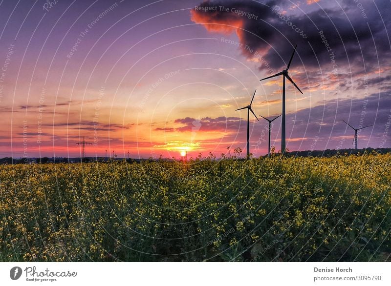 Sonnenuntergang über dem Rapsfeld Sonnenaufgang Nutzpflanze genießen Blick Duft Unendlichkeit Gefühle Stimmung träumen einzigartig Farbe Freiheit Natur Wolken