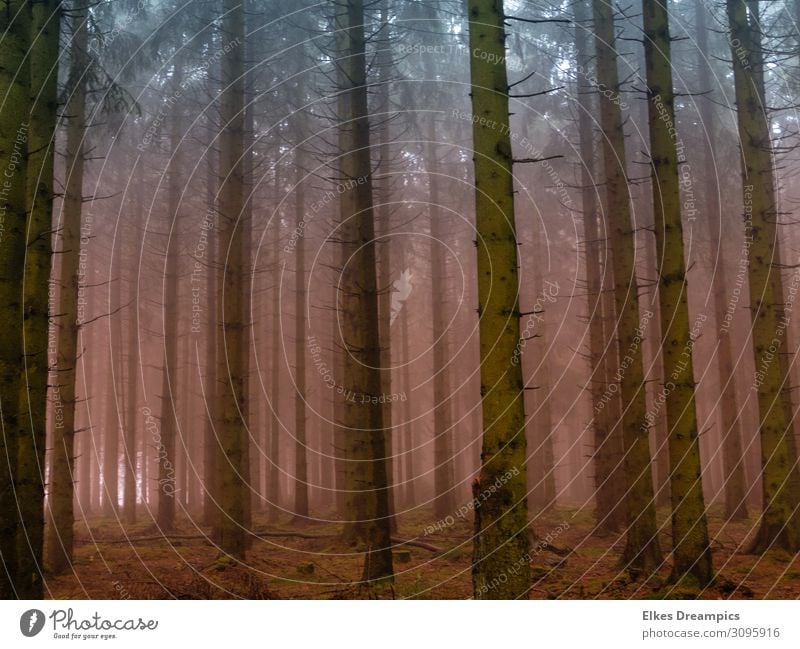 Nebliger Wald Natur Landschaft Urelemente Erde Herbst Schönes Wetter Nebel braun grün rosa Fichte Farbfoto Außenaufnahme Tag Licht Starke Tiefenschärfe