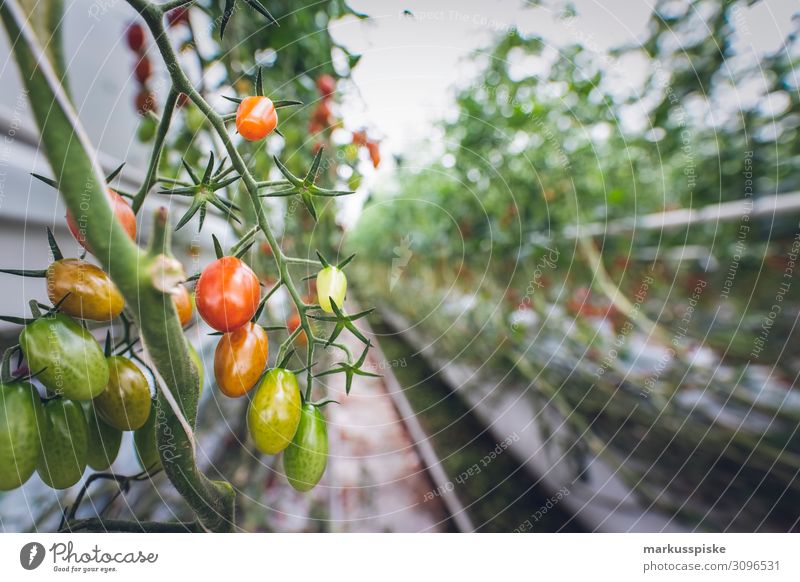 Mega Glasshouse for Tomatoes and Pepper Arbeit & Erwerbstätigkeit Wachstum Bio Harvest agriculture bloom breed breeding childhood conservatory