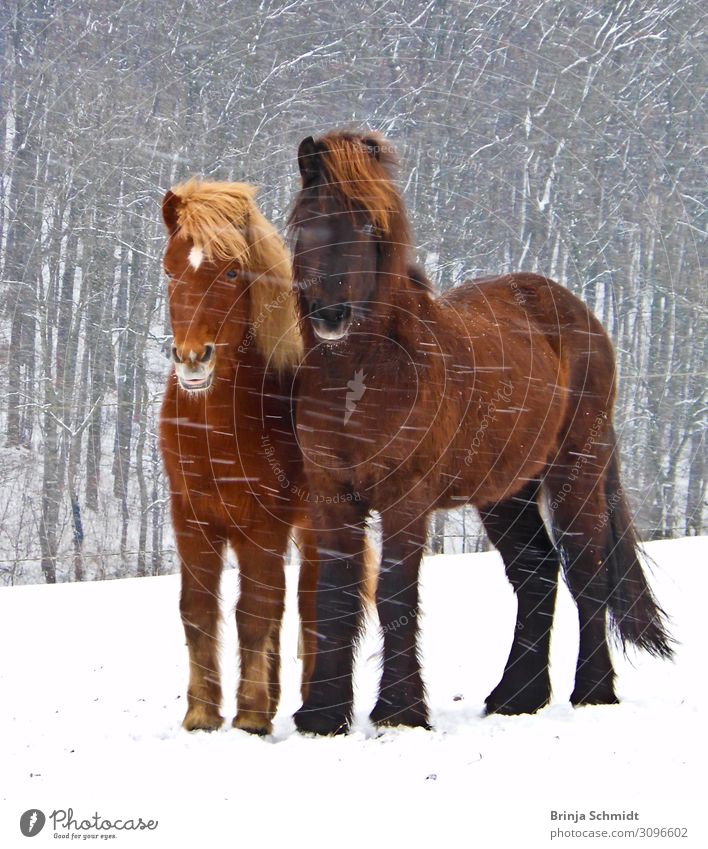 Zwei Islandpferde trotzen dem Schneesturm eng beieinander Reiten Winter Unwetter Sturm Eis Frost Schneefall Wald Haustier Pferd 2 Tier berühren frieren Blick