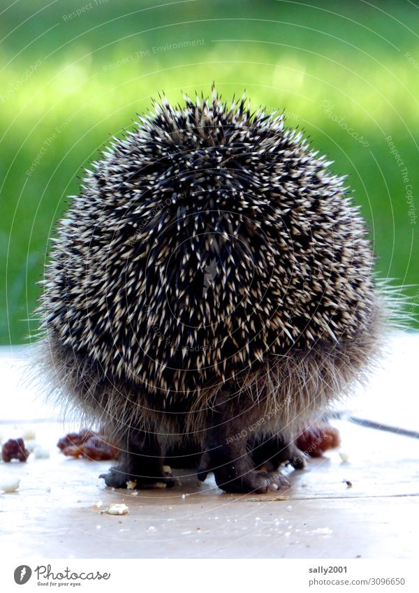 Igelperspektive... Tier Wildtier Pfote Stachel 1 Fressen niedlich Rücken Hinterteil Stacheltier Garten Fell Rückansicht rund Farbfoto Außenaufnahme Tag