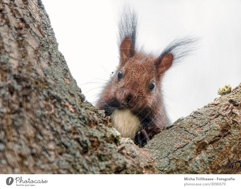 Neugierig schauendes Eichhörnchen Natur Tier Himmel Sonnenlicht Baum Baumstamm Astgabel Wildtier Tiergesicht Fell Krallen Pfote Auge Ohr Pinselohren Nase Maul 1