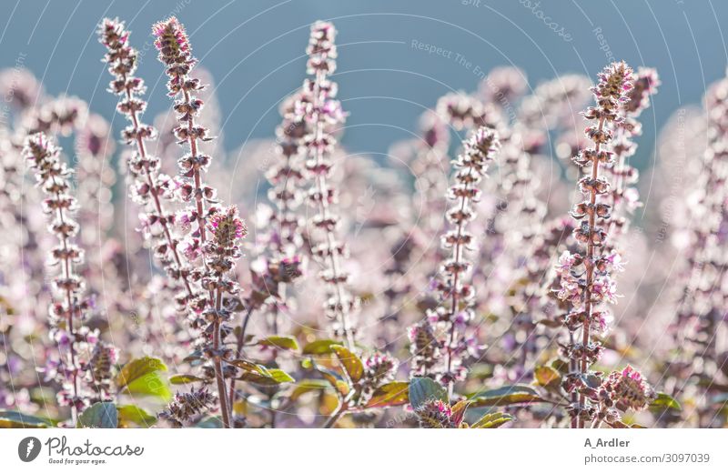 Amerikanischer Basilikum ( Ocimum americanum Lime Basil ) Kräuter & Gewürze Basilikumblatt Umwelt Natur Landschaft Pflanze Himmel Wolkenloser Himmel Sommer