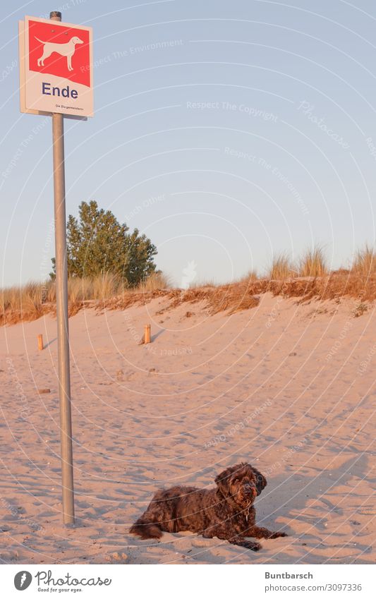 Das muss nicht das Ende sein - alle anderen Tiere dürfen rein Ferien & Urlaub & Reisen Ausflug Sommer Sommerurlaub Sonne Sonnenbad Strand Hundestrand Natur