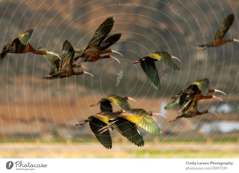 Fliegende Herde von Ibis mit weißem Gesicht Tier Wildtier Vogel Flügel Schwarm fliegen gehen Häusliches Leben authentisch elegant fantastisch Gesundheit