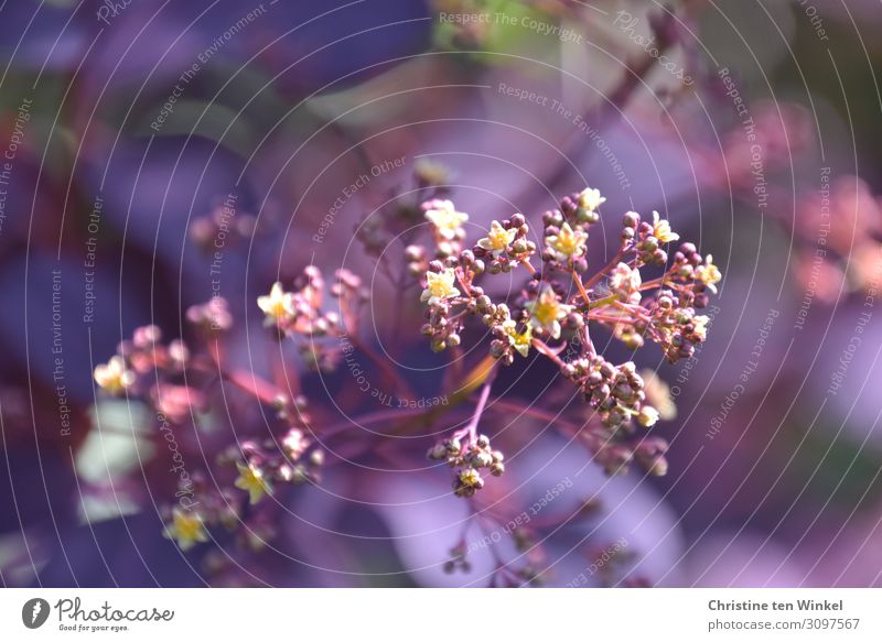 Blüte des roten Perückenstrauches mit violettem Hintergrund Natur Pflanze Frühling Sträucher Blatt Zierpflanze Cotynus ästhetisch außergewöhnlich schön