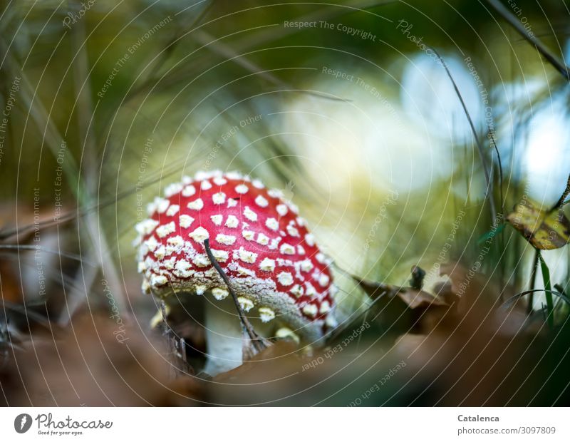 Ein sich öffnender Fliegenpilz Natur Pflanze Himmel Herbst Gras Blatt Pilz Park Wald Wachstum ästhetisch frisch schön natürlich blau braun grün rot weiß achtsam