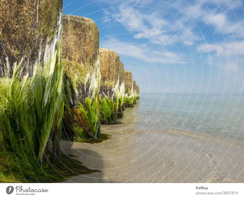 Ganz nah dran Strand Meer Umwelt Natur Schönes Wetter Algen Küste Ostsee Holz Linie blau grün Farbe Horizont ruhig Sicherheit Symmetrie diagonal Buhne