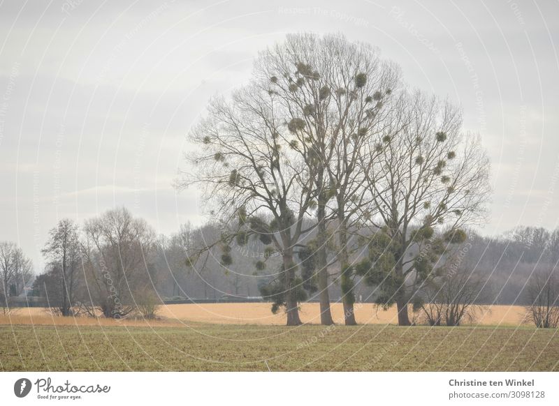 Misteln auf winterkahlen Laubbäumen Bäume kahle Bäume Winter Natur Umwelt Herbst Einsamkeit Landschaft Pflanze ländlich auf dem Land Himmel ruhig Wald