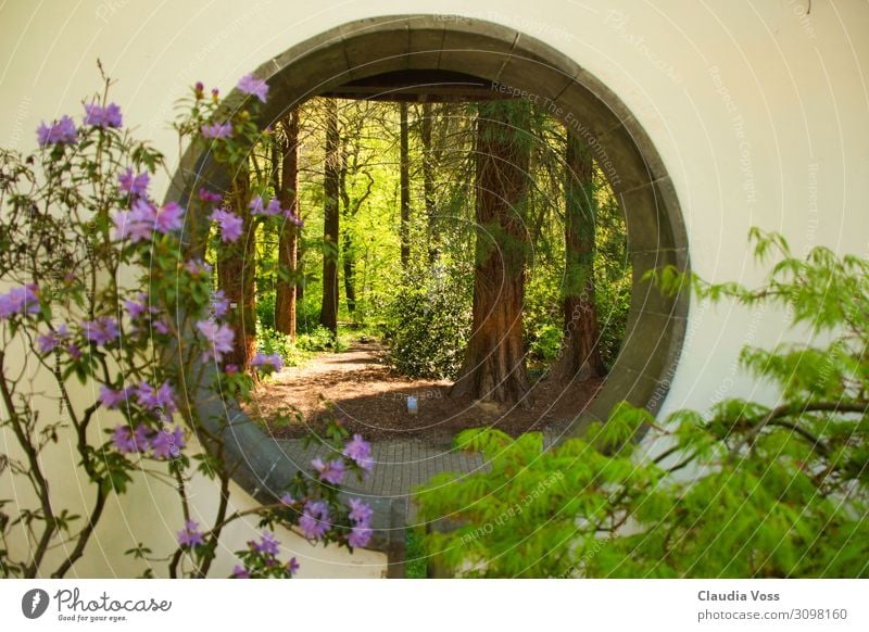 Auf der anderen Seite Natur Landschaft Tier Baum Garten Park Stimmung Glück Zufriedenheit Frühlingsgefühle Vorfreude Begeisterung Erfolg Sicherheit Schutz