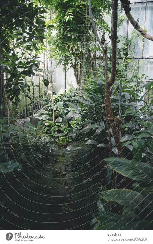 dschungel (2) Gewächshaus Botanik exotisch Botanischer Garten Innenaufnahme Urwald Palme Baum Farn Pflanze Blatt Natur Wellness grüne Oase Gärtnerei selten