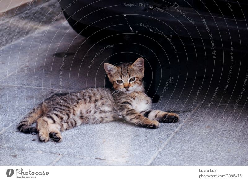 Tiger, auf Anfang Tier Haustier Katze Fell 1 2 Tierjunges Zusammensein Tierliebe schön Stolz Tigerkatze Sizilianer Katzenbaby Straßenkatze Geschwister Vorsicht