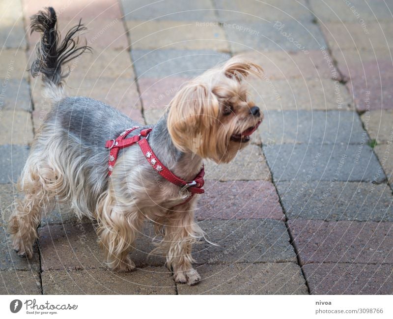 Yorkshire Terrier Freizeit & Hobby Spielen Ausflug Sommer Platz Marktplatz Tier Haustier Hund Tiergesicht Pfote Yorkshire-Terrier 1 Seil Hundegeschirr Halsband