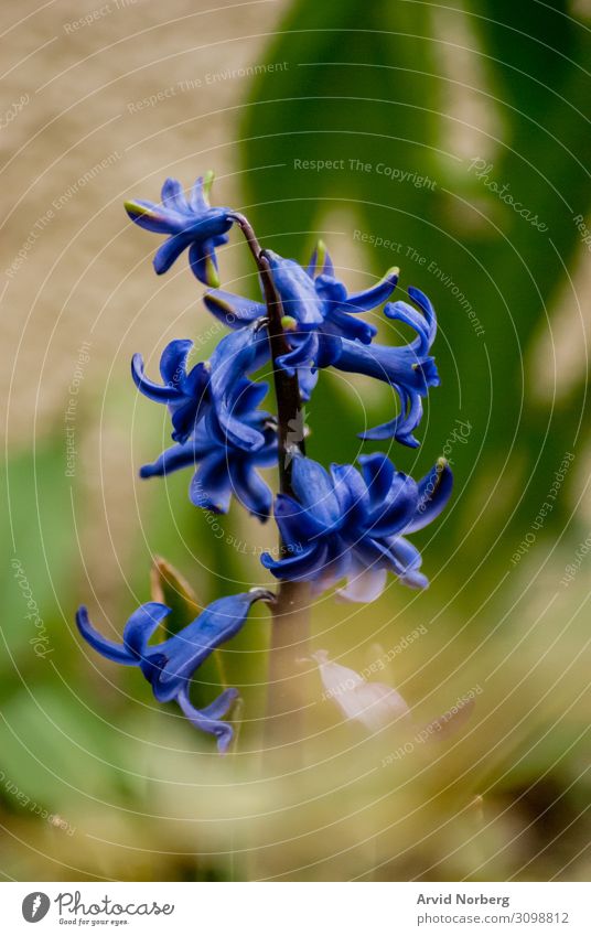 Eine isolierte blaue Blume im grünen Gras Hintergrund schön Schönheit Blüte hell schließen Nahaufnahme Farbe farbenfroh niedlich Design geblümt Blumen frisch