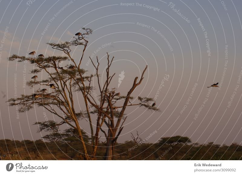 Abflug Ferien & Urlaub & Reisen Safari Sommer Sommerurlaub Natur Tier Horizont Sonnenaufgang Sonnenuntergang Schönes Wetter Baum Flügel Vogel 1 Tiergruppe