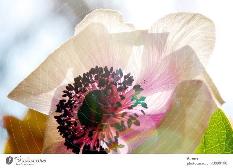 Licht zaubert Farbe Schönes Wetter Blume Blüte Mohnblüte Blütenblatt Staubfäden leuchten Freundlichkeit hell rosa Lebensfreude Frühlingsgefühle ästhetisch